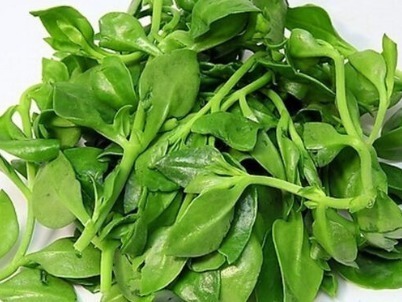 好吃|天然“阿莫西林”被发现,抗炎止咳不在话下,最重要还好吃