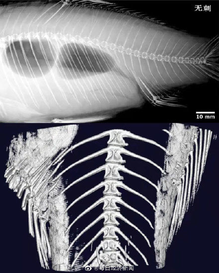 水生生物研究所|吃鱼不挑刺不再是梦！世界首例无肌间刺鲫鱼问世 你爱吃鱼吗？