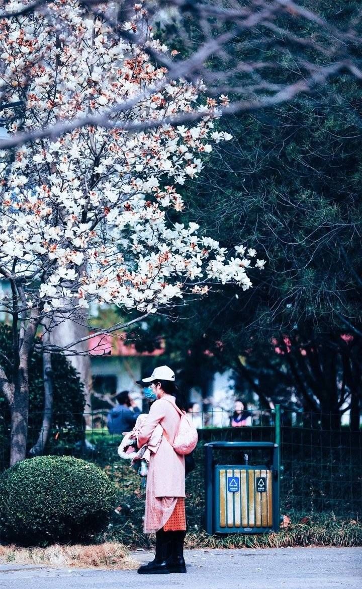 跟着热搜看济南春光，春花春水春柳都不能错过