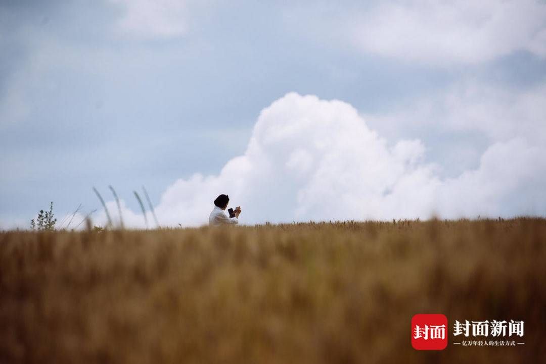 风吹麦浪|风吹麦浪 这里有你要的诗和远方丨图集