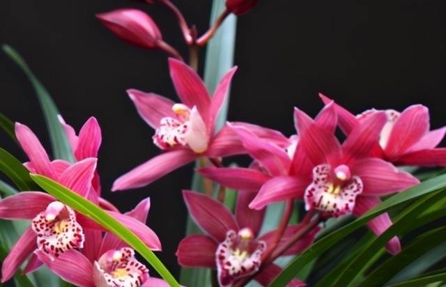 它被誉为“香花之王”,顶级红素,兰香四溢,花开后又仙又美