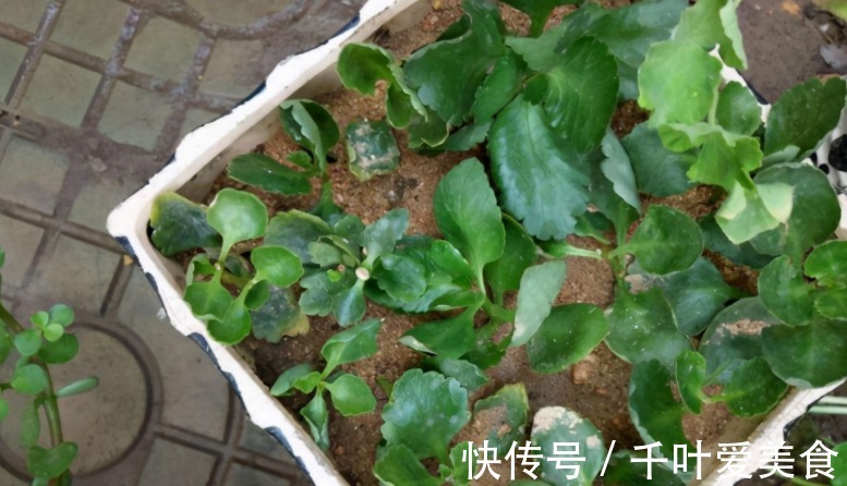 为什么说河沙养花厉害?因为有3大妙用!