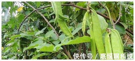 芸豆|它是“天然阿司匹林”,经常吃一点,可能“血栓”会悄悄溜走