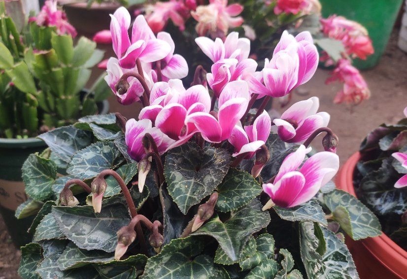 虫子|如果你是封闭阳台,不要碰“3种花”,这个环境根本养不好