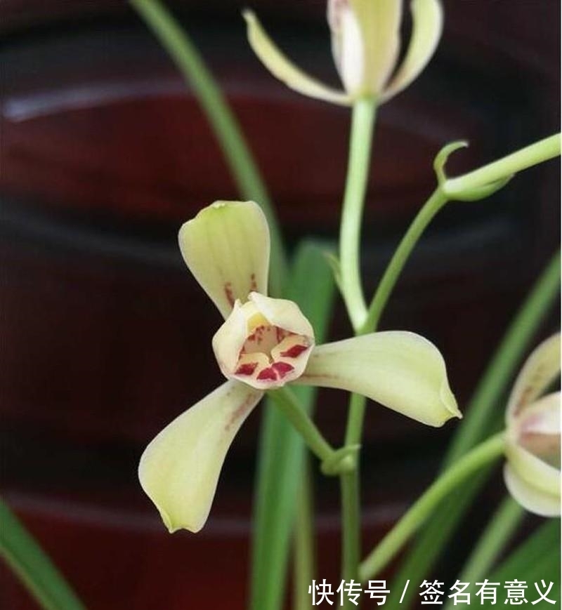 栽种兰花要知道,四季变化大,灵活的更换方法