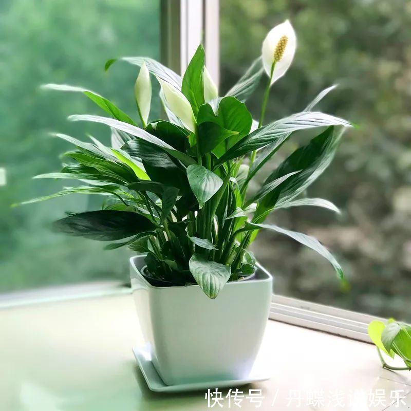 有害气体|要想身体健康长寿,家庭必备的几种植物!