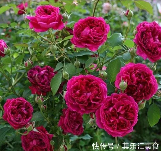 3种“香水”月季,适合阳台盆栽,花开一朵,满屋飘香