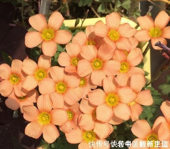 浇水|阳台养花养些“不死花”，一个月不浇水，还能打鸡血似地开满花！