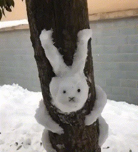 |搞笑GIF:二哈:看什么看,没见过少女心的狗子吗