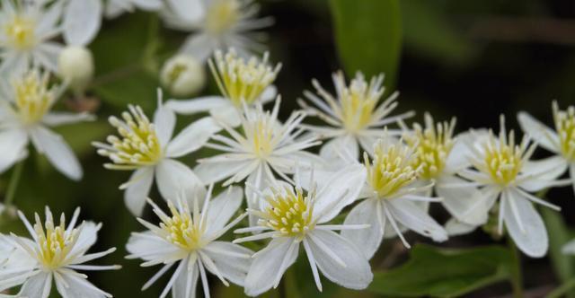 休眠期|夏天会假死的几种花,叶片枯萎也不要扔,养到秋天就能恢复生长