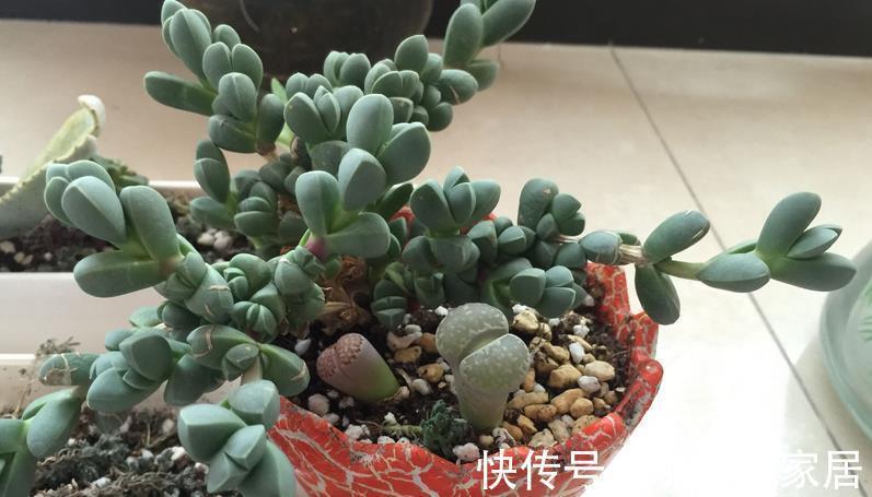 茂盛|多肉摘叶子好处多,茎干木质得快,盆栽养成老桩更容易