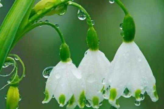 适合冬季养的花，好活易爆盆，花期特别长，对待新手很友好