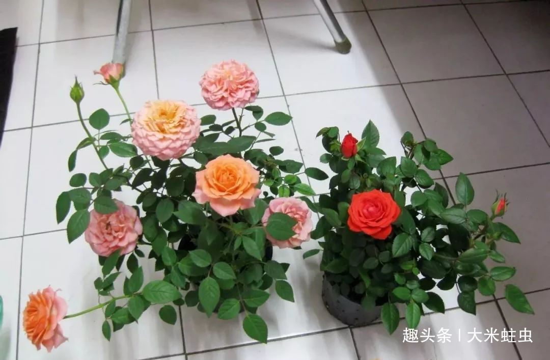 月季扦插只能等明年开春了，扦插小技巧，请先收好！