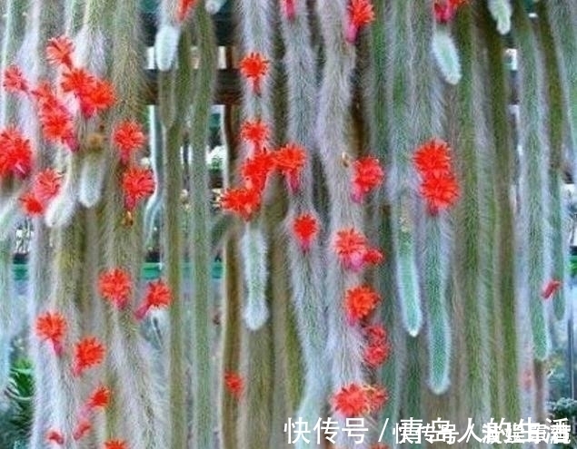 白檀|10款能吊起来养的多肉，一个比一个美，还不占地方