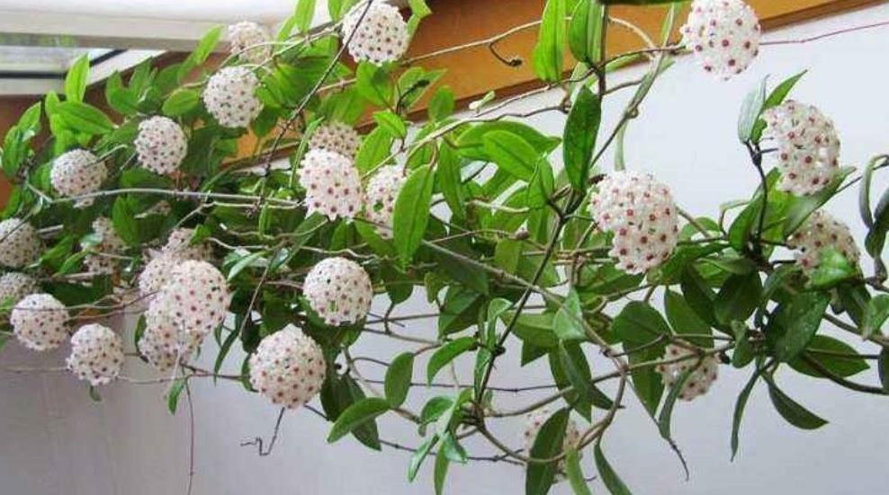 金枝玉叶|5种花真耐旱，30天不浇水照样生机勃勃，好养又省心，适合懒人