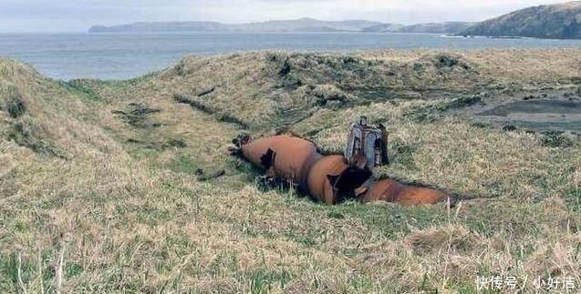发现|退休老汉无人岛露营，无意发现巨型铁锈块，走近后却大呼不可能