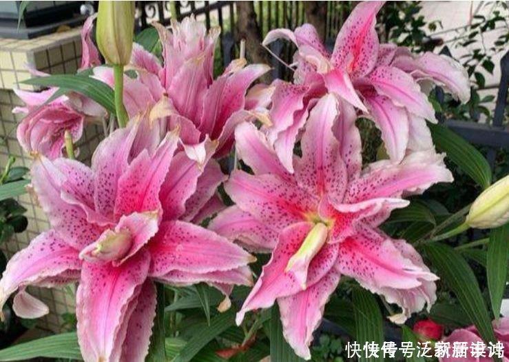 4种花，扔土里就能开花，浇水越多开花越多，美爆一整夏！