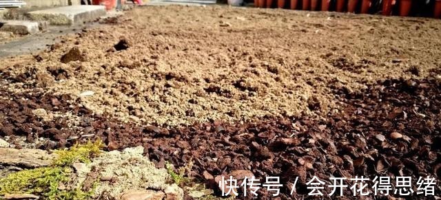 兰花快速生根的方法,不必高价买植料,15天就能出新根!