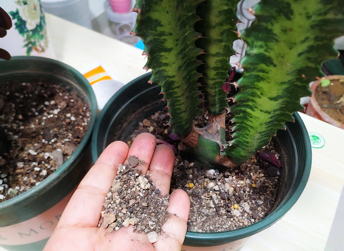 懒人养龙骨,好养又泼辣,做好4点窜到3米,镇宅又霸气