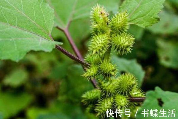 颈淋巴结结核|田间地头的四大“救命”草药，你天天踩它，却不知它的神奇功效