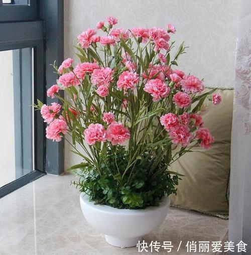 想石竹花开花漂亮,养护起来还很简单,家里有院子的不要错过!