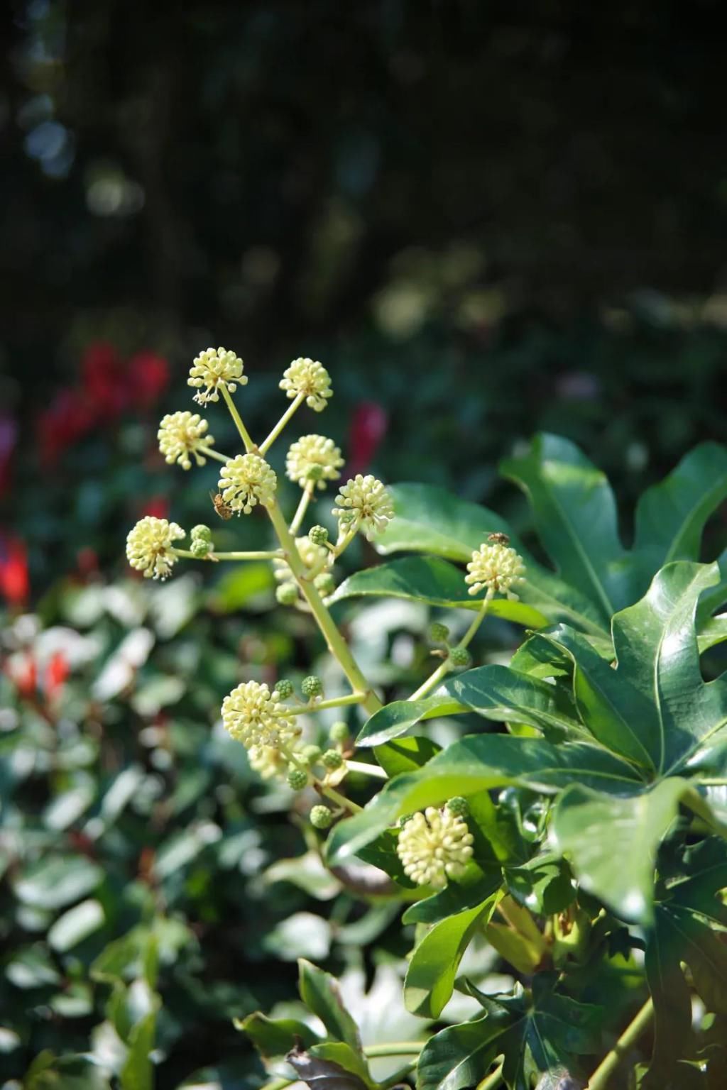 千里光|野趣一日，发现桃花岭的22种秋天