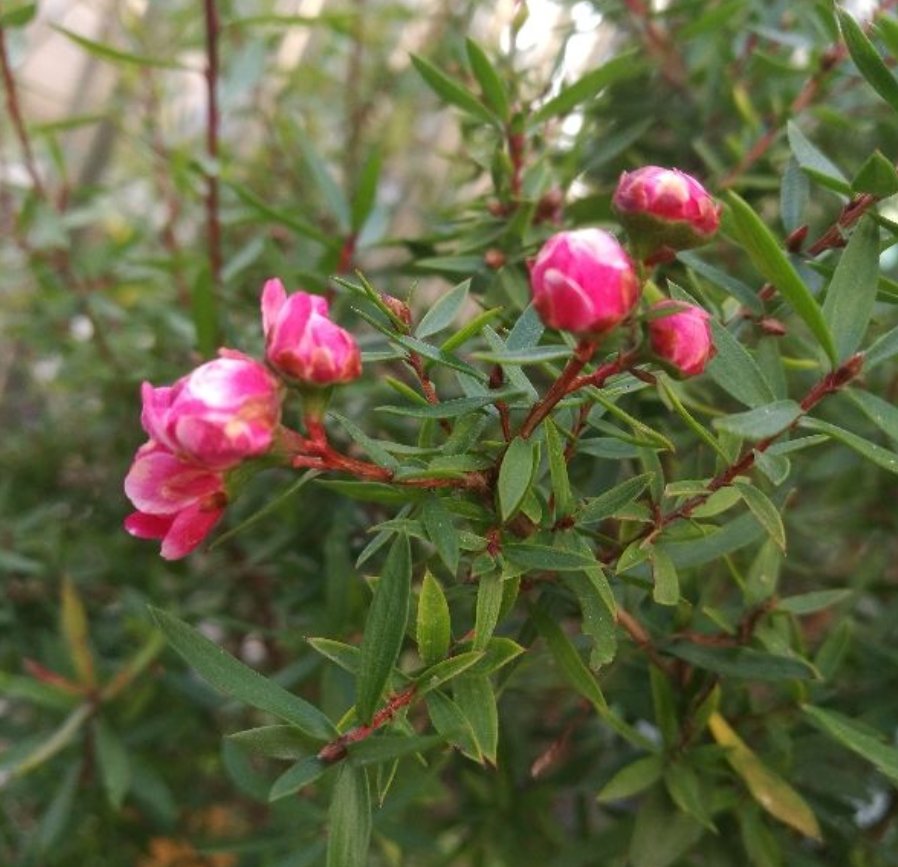  稀罕|松红梅您养过吗？花型精致，一花多色，年宵花里的“稀罕货”