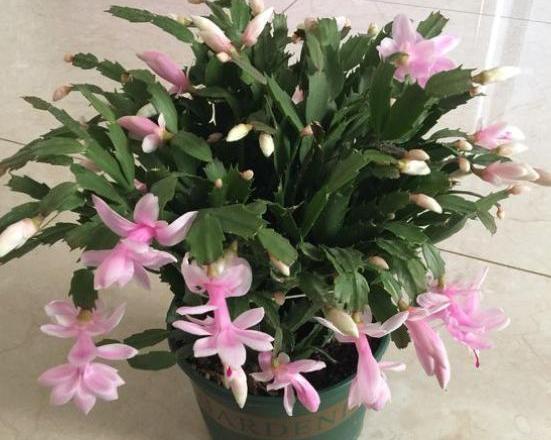 年宵花|阳台盆栽年宵花蟹爪兰,细节遵循4个要求,茎叶旺盛、开花多