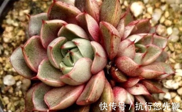 多肉植物“多头”分身秘籍