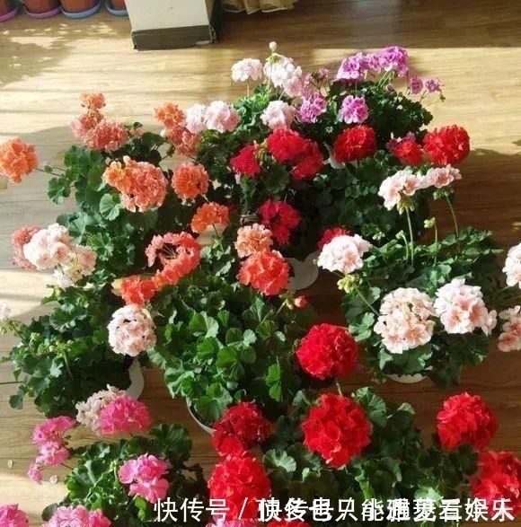 阿司匹林|家里“过期”小药片,养花是个宝,丢在盆里,比生根水还管用!