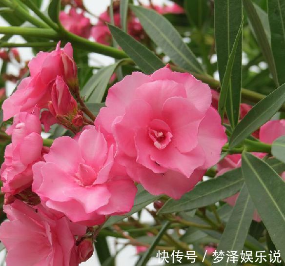 夹竹桃|此花花色艳丽，花期长，最适合道路绿化的选择
