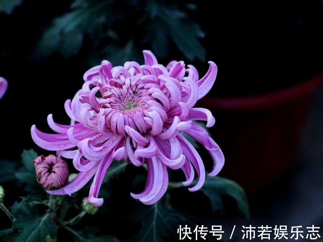 菊花|最靓的5种菊花,清纯靓丽,鲜艳光彩迷人有型,养在家里倍儿有面