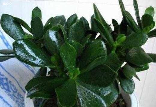 修剪|9月如何养玉树2个“技巧”，让它更加繁茂，枝干木质化，成小树