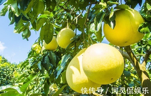 水果|聪明的女人多吃3种水果,能排毒养颜、清污血,子宫更干净!