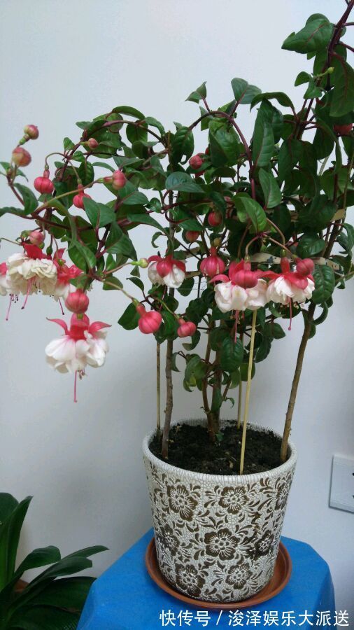 劳模|4种花是花中劳模，一年四季开花不断，花大色艳很漂亮，谁养谁爱