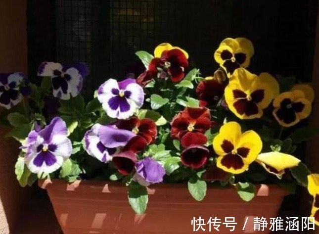 绣球花|有“3种花”,养在阳光下面,才能长得枝繁叶茂,夏季再晒也不怕