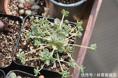 多肉|多肉到底多好扦插掉下来的叶片埋土里,自己又长一盆