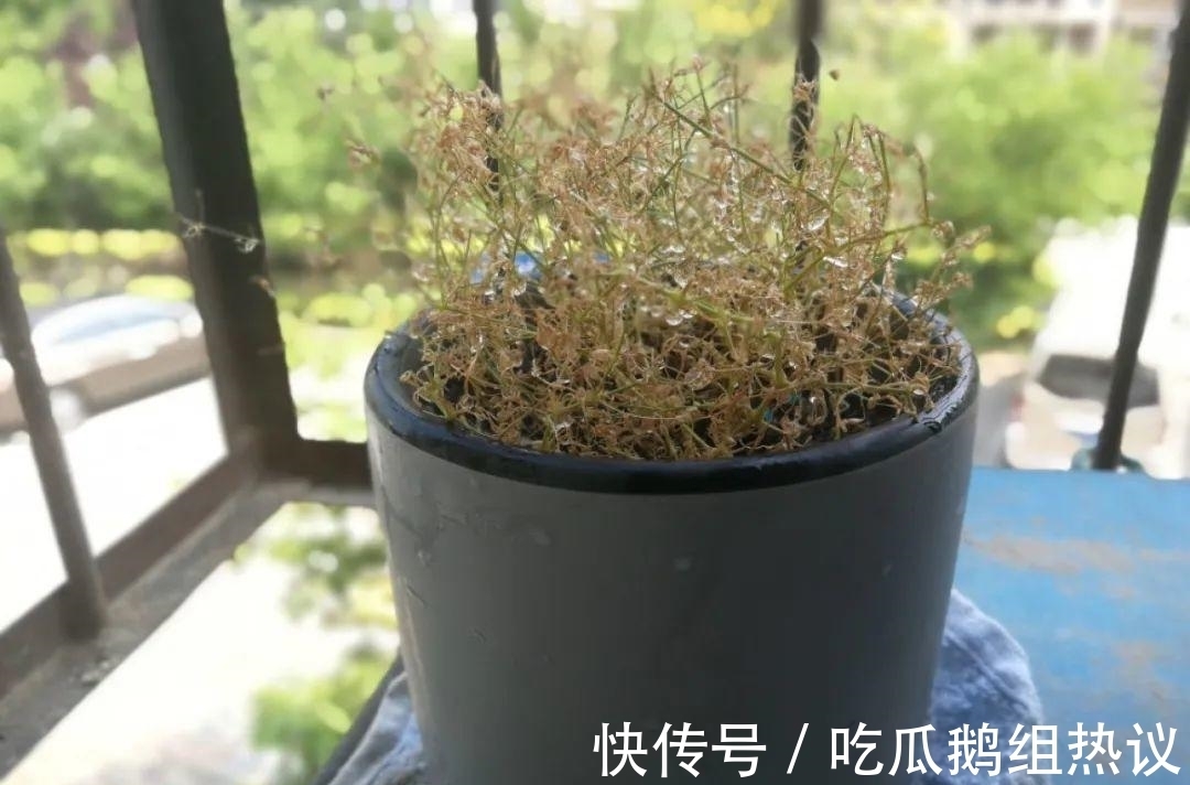 种花|9种花，夏天休眠了，一定少浇水，否则越浇越死