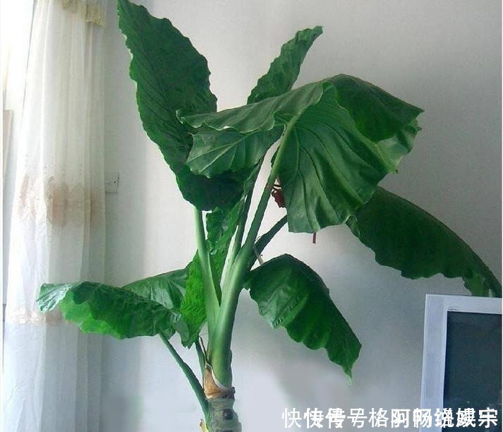 马蹄莲马蹄莲|这“4种”花再便宜也别养,个个是“毒花”,看完赶紧搬走