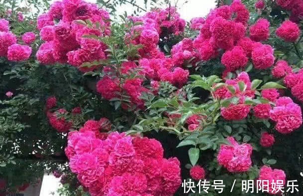 红木香|它是“开花王”，花色美艳一开90天，花量大，养1棵就开成花海