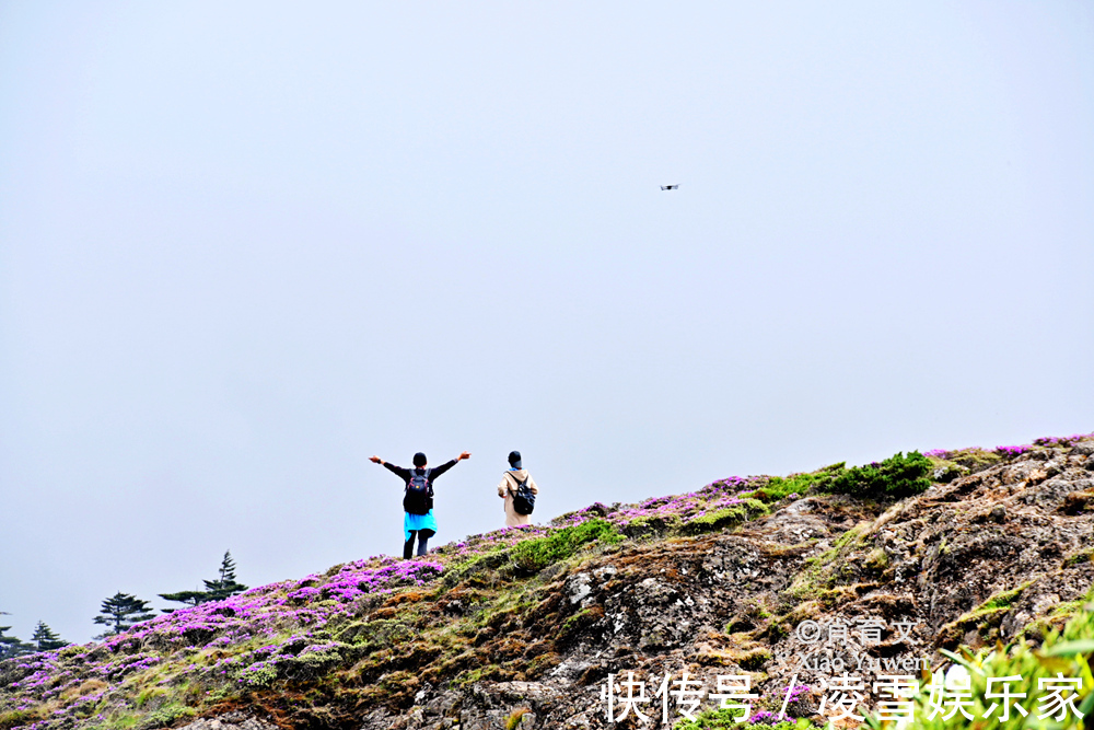 云南|已到山花烂漫时，到云南观鸟，无疑是度过完美夏天的最佳方式