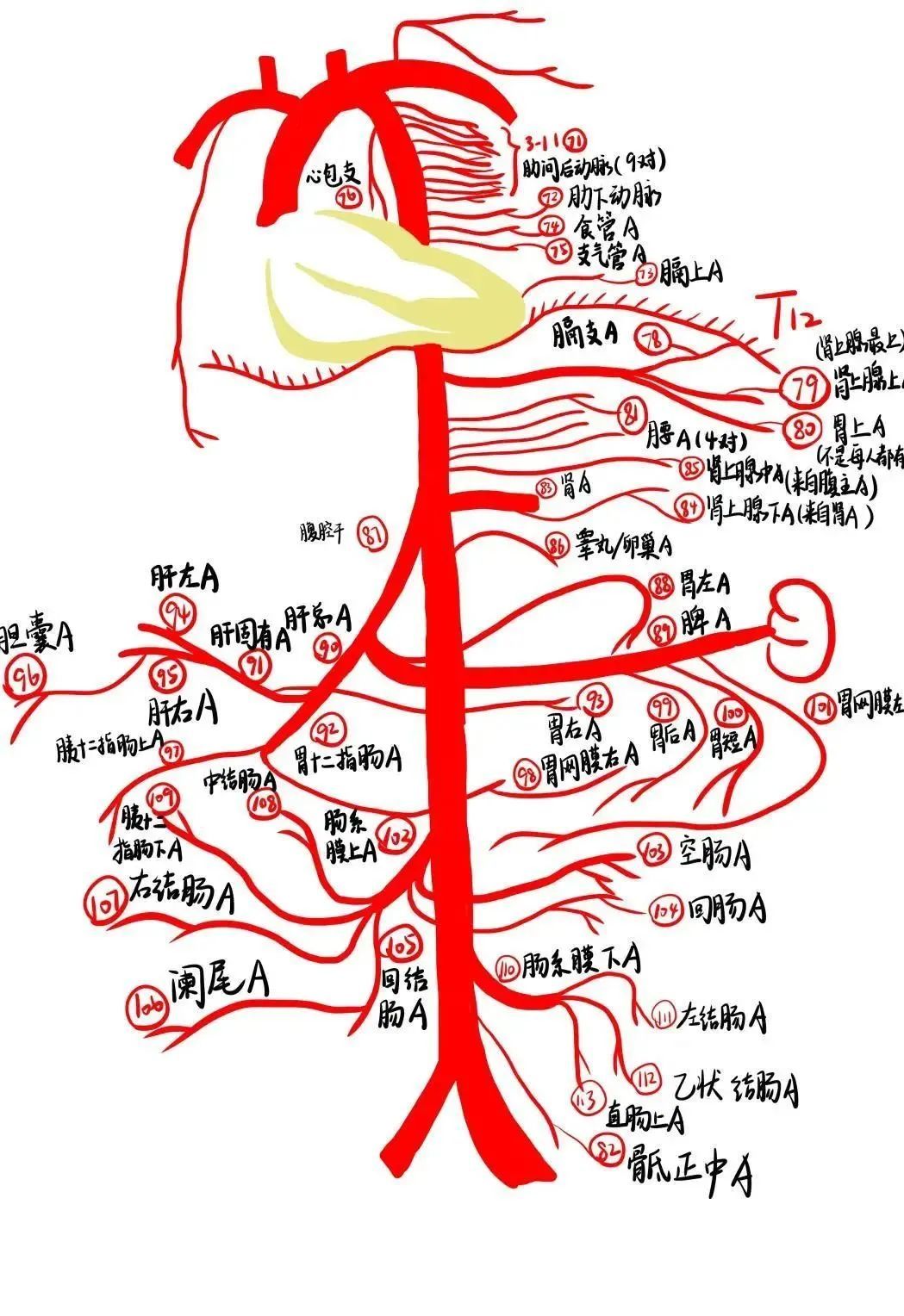 手绘|绝了！浙江一大学老师手绘的人体解剖图如艺术品