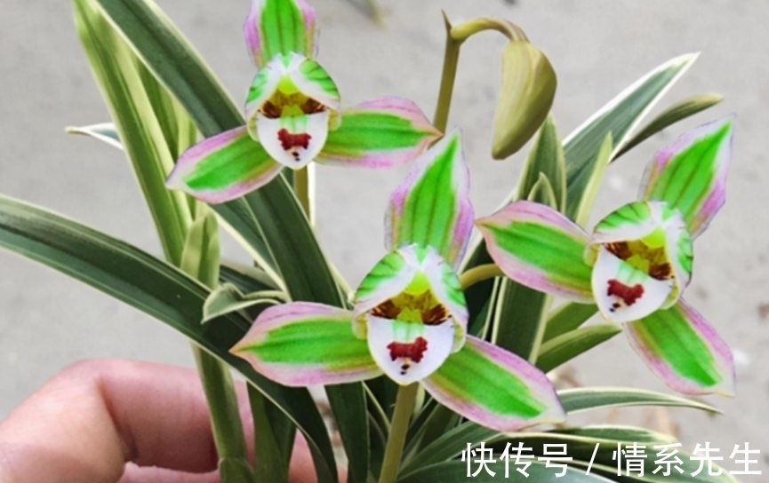 一花双色非常罕见,花香清新,叶带金边,花姿高雅大方,让人沉迷