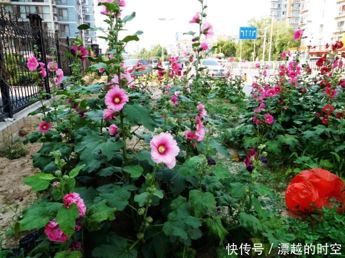 此花才是真正的“长寿花”,1粒种子埋土里,一活就是50年