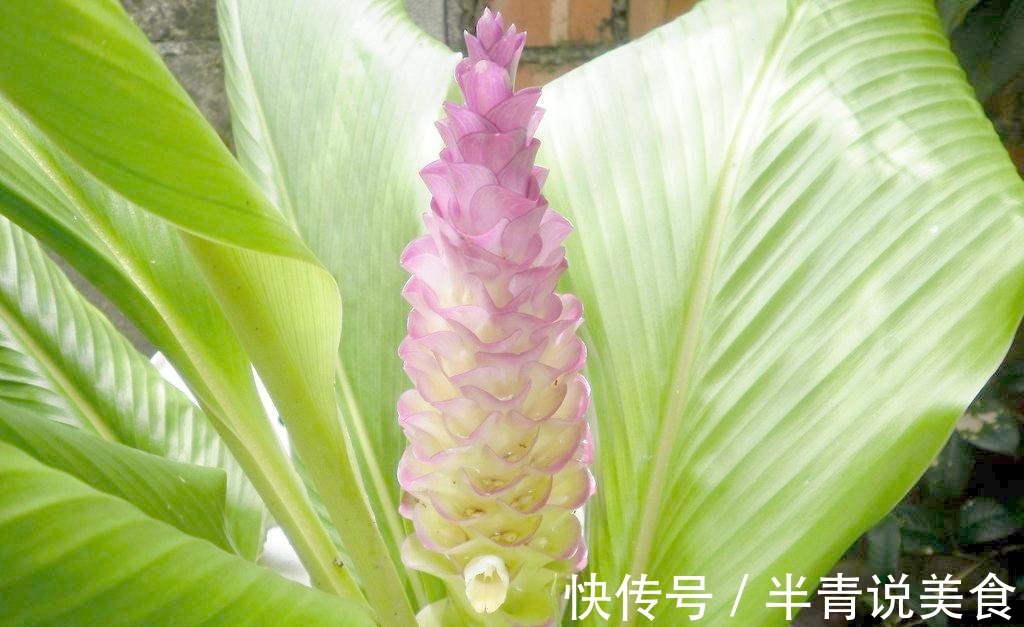 苍术|乡下常见的三种食物,外表很普通,增强体质,有很高的养生价值!