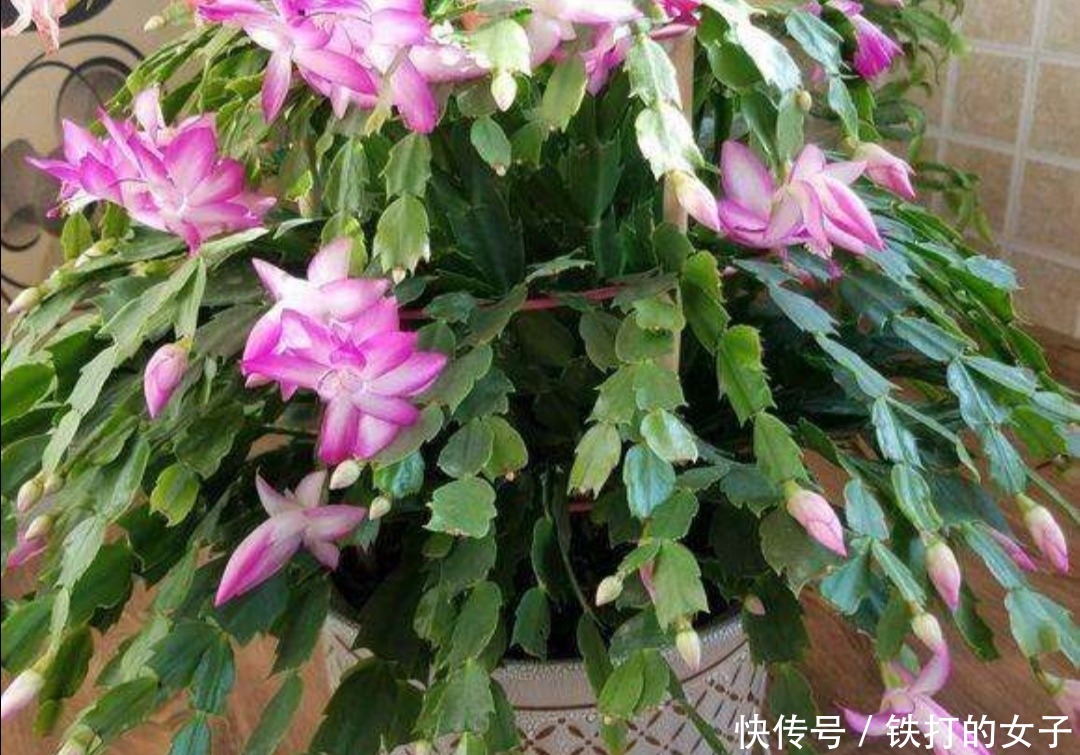 这3种花很便宜，几块钱就能买到，开花漂亮、花期又长