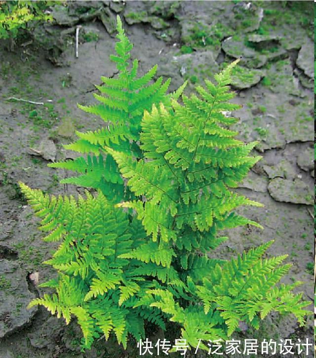 山上这种野草是制作盆栽的好材料,遇见了不要错过,能赚钱