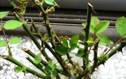 花卉|6月适合扦插“2种花”，越热生根会越快，一盆轻松变多盆