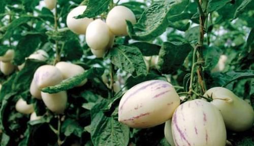 奇异果|人到中年,推荐3种食物,排毒润肠,延缓衰老,滋补身体