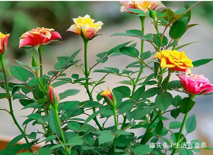 最能代表爱情的，始终还是玫瑰，此花，被称“微型玫瑰花”，好养